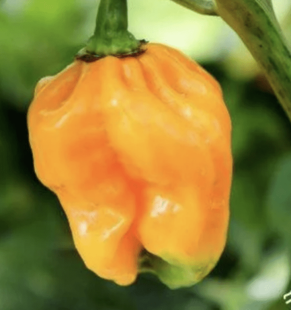 Pepper - Hot - Jamaican Hot Yellow (3.25" pot)